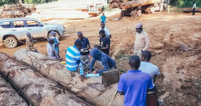 Pour lutter contre la corruption, le Gabon va revendre les bois issus de l’exploitation illégale