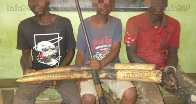 Opération anti-trafic d’ivoire à Booué&nbsp;: Trois trafiquants appréhendés avec leur butin