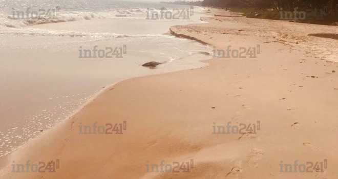 Omar Bongo, ce doux président gabonais à l’hégémonie familiale françafricaine