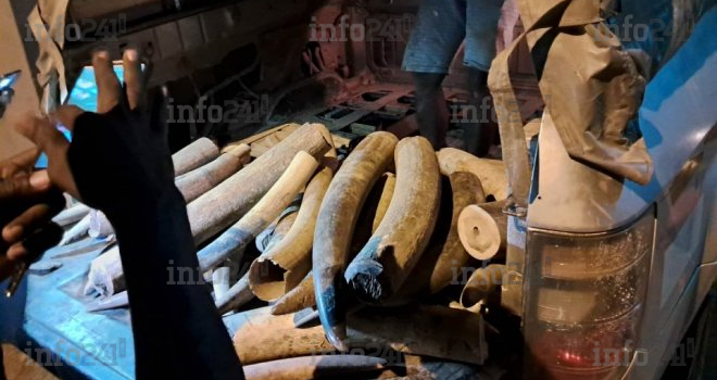 Trafic international d’ivoire&nbsp;: Un braconnier récidiviste renvoyé devant la justice gabonaise le 27 juin