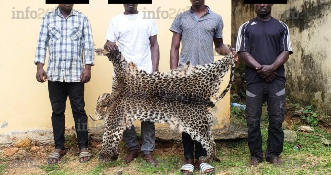 Lambaréné&nbsp;: 4 braconniers appréhendés avec 10 défenses d’ivoire et une peau de panthère