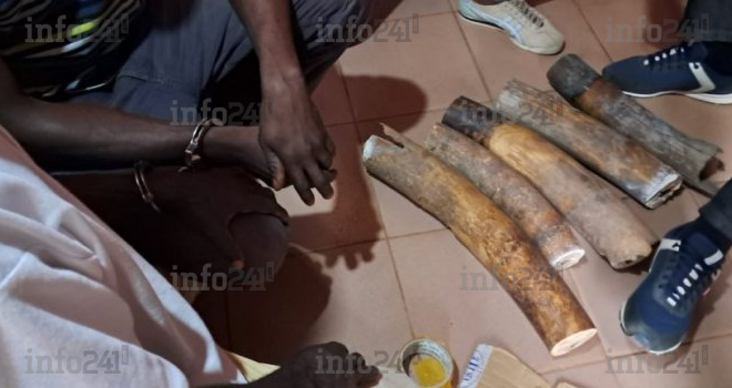 Makokou&nbsp;: trois présumés trafiquants d’ivoire dans les mailles de la justice gabonaise