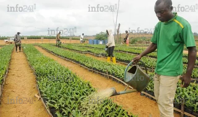 Postes budgétaires à l’Agriculture : Plus d’un an après, 200 jeunes gabonais toujours en détresse !